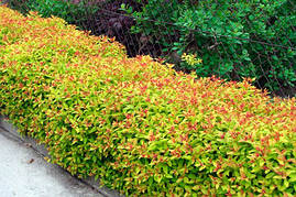 Спірея японська Goldflame 3 річна, Спирея японская Голдфлейм, Spiraea japonica Goldflame, фото 4