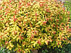 Спірея японська Goldflame 2 річна, Спирея японская Голдфлейм, Spiraea japonica Goldflame, фото 6