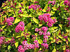 Спірея японська Goldflame 2 річна, Спирея японская Голдфлейм, Spiraea japonica Goldflame, фото 7
