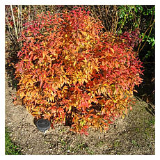 Спірея японська Goldflame 3 річна, Спирея японская Голдфлейм, Spiraea japonica Goldflame, фото 3