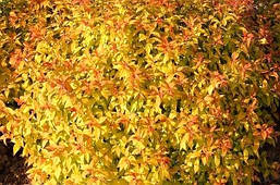 Спірея японська Goldflame 3 річна, Спирея японская Голдфлейм, Spiraea japonica Goldflame, фото 6