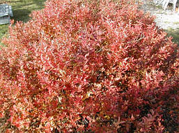 Спірея японська Goldflame 3 річна, Спирея японская Голдфлейм, Spiraea japonica Goldflame, фото 5