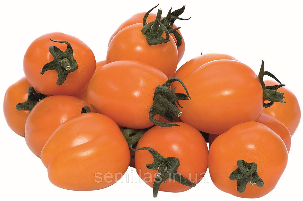 Насіння томату Мода F1, 100 шт., помаранчевого, індетермінантного, типу Черрі, Yuksel Seeds