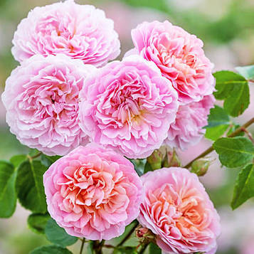 Юстасія Вай (Eustacia Vye ,Sts.Francis and Claire)