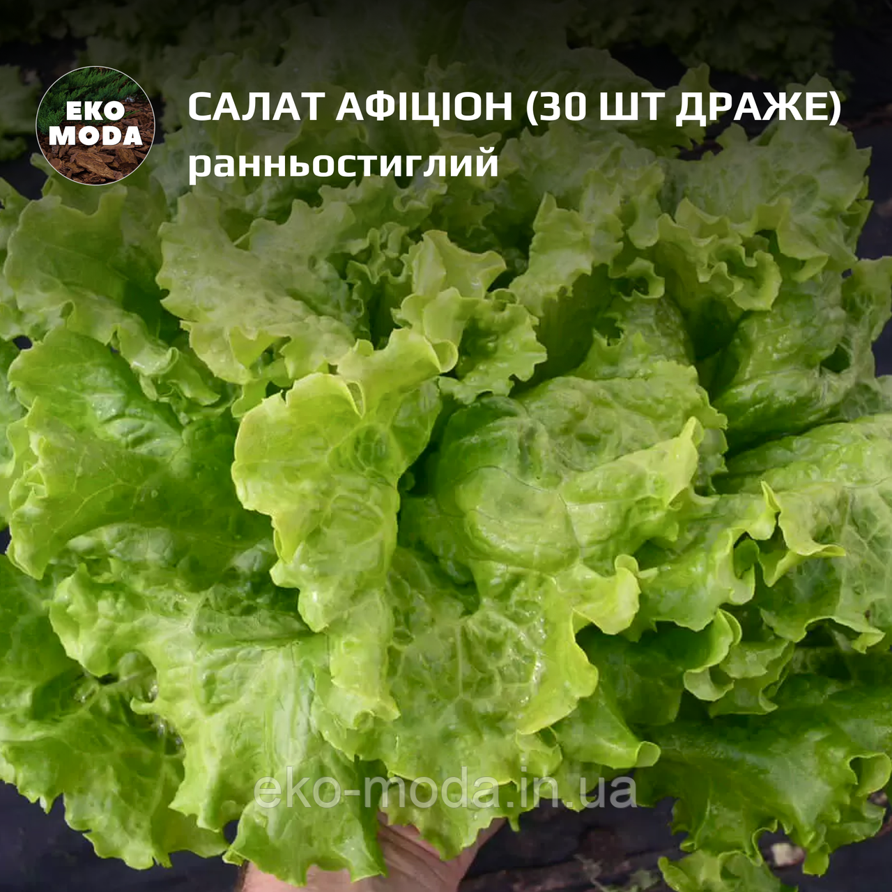 Салат Афіціон  -  ранньостиглий-  (30 шт драже  zip-пакет)