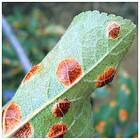 Полістигмоз (червона плямистість) сливи