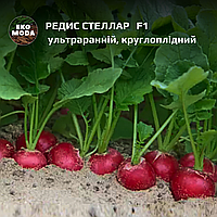 Редис Стеллар   F1 -  ультраранній, круглоплідний - (200 шт zip-пакет)
