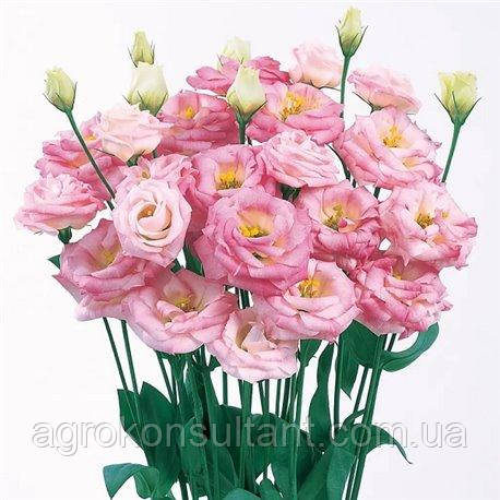 Насіння Еустома Розита F1 пінк флеш (Sakata), 5 насінин