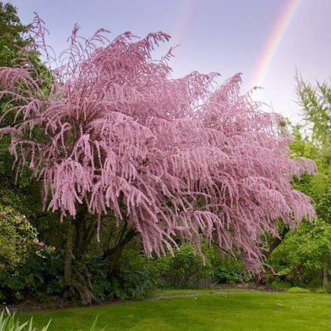 Тамарікс дрібноквітковий / Бісерник 3 річний, Tamarix parviflora, фото 2