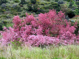 Тамарікс дрібноквітковий / Бісерник 3 річний, Tamarix parviflora, фото 3