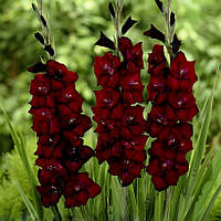 Гладіолус Black Surprise 10/12