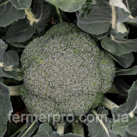 Насіння капусти Стромболі F1 2500 насіння Hazera, фото 1
