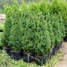 Саджанці ялинки канадська Conica "Picea glauca Conica" 0,5 л. 10 см