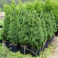 Саженцы Ели канадская Conica в горшке "Picea glauca Conica" 7,5 л. (35-40см)