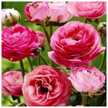 Ранункулюс садовий Пінк