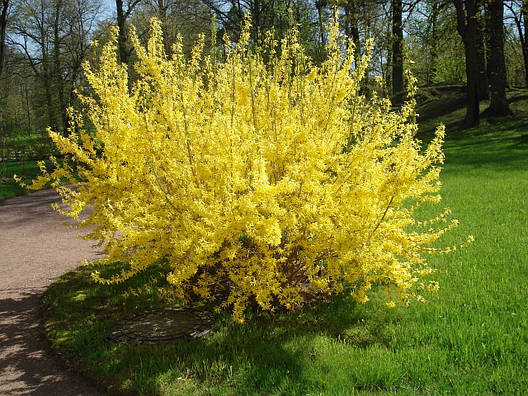 Форзиція звичайна 2 річна, Форзиция обыкновенная, Forsythia, фото 1