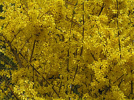 Форзиція звичайна 2 річна, Форзиция обыкновенная, Forsythia, фото 4