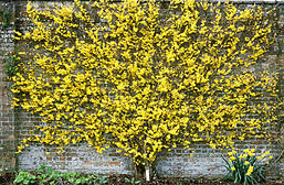 Форзиція звичайна 2 річна, Форзиция обыкновенная, Forsythia, фото 5