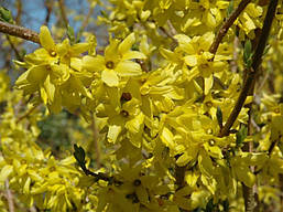 Форзиція звичайна 2 річна, Форзиция обыкновенная, Forsythia, фото 6