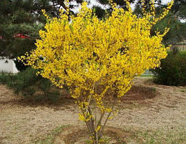 Форзиція звичайна 2 річна, Форзиция обыкновенная, Forsythia, фото 3