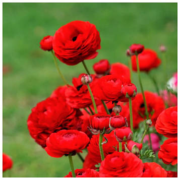 Ранункулюс садовий Пінк