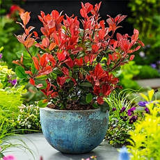 Фотінія Фразера Little Red Robin 2 річна, Фотинія Фразера Літл Ред Робін, Photinia fraseri Little Red Robin, фото 2