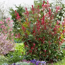 Фотінія Фразера Carre Rouge 2 річна, Фотінія Фразера Карре Руж, Photinia fraseri Carre Rouge