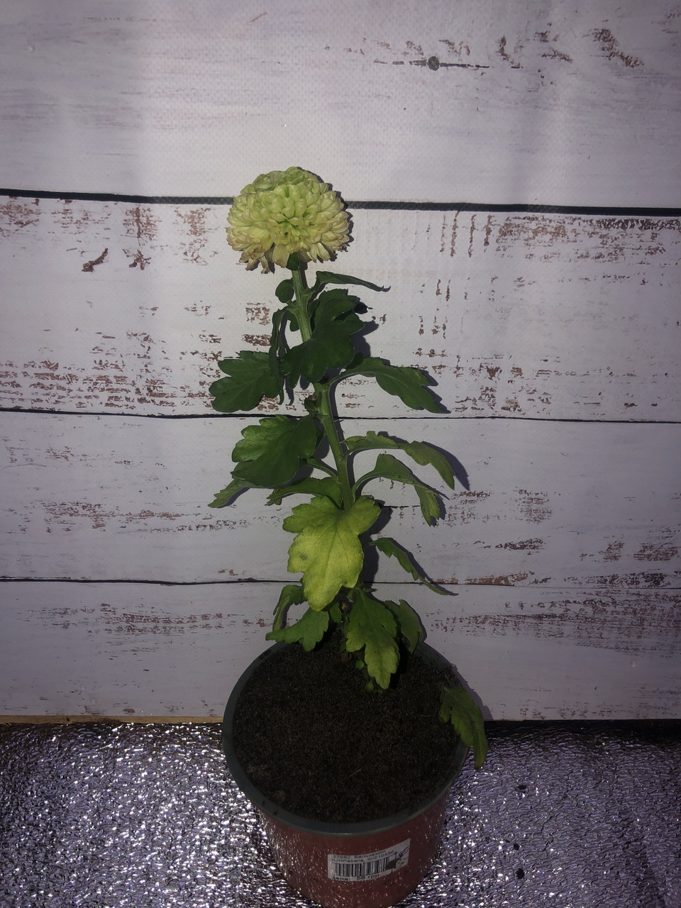 Хризантема Новинка Green (сажі в горщику), фото 1