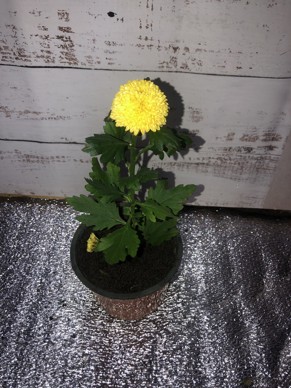 Хризантема Новинка Yellow (сажі в горщику), фото 1