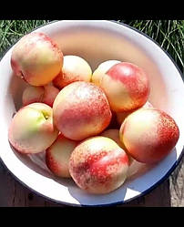 Новинка! Нектарин "Супер Квін" (ранній сорт з дуже великими плодами)