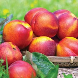 Новинка! Нектарин "Медова насолода" (англійський супер ранній сорт)