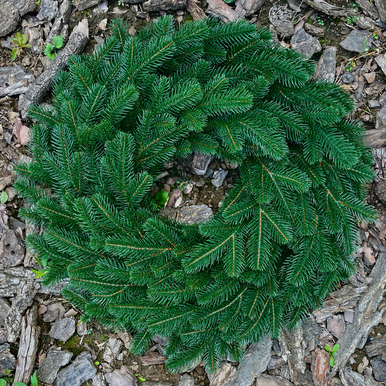 Вінок різдвяний хвойний Lux литий d-70 см зелений