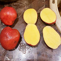 Насіннєва картопля Ред Соня, 2 репродукція, фото 6