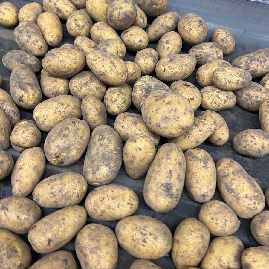 Насіннєва картопля Торенія, 100-110 днів 2 репродукція