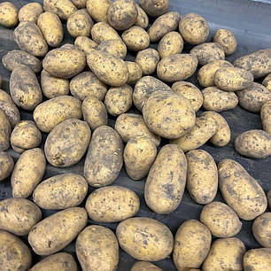 Насіннєва картопля Торенія, 100-110 днів 2 репродукція, фото 1