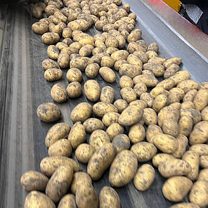 Насіннєва картопля Торенія, 100-110 днів 2 репродукція, фото 4
