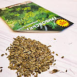 Насіння кропу Грибовський, фото 4