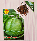 Насіння капусти білокочанної Амагер 611, фото 5