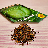 Насіння капусти білокочанної Амагер 611, фото 6