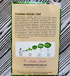 Насіння капусти білокочанної Слава 1305, фото 4