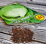 Насіння капусти білокочанної Слава 1305, фото 6