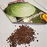 Насіння капусти білокачанної Українська Осінь, фото 4