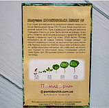 Насіння капусти білокочанної Московська пізня, фото 4