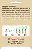 Насіння цибулі сорт Любчик Середньоранній 500 шт, фото 5