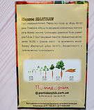 Насіння моркви Шантане, фото 4