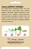 Насіння моркви сорт Дитяча Солодка Середньостиглий 500 шт, фото 3