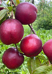 Новинка! Нектарин "Нектаред" (популярний американський сорт)