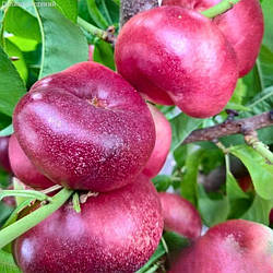 Нектарин інжирний "Концеттіна" (урожайний італійський сорт)