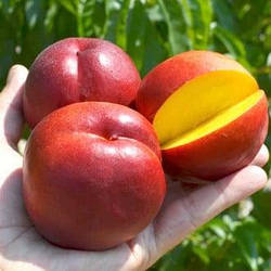 Нектарин "Ванг-3" (середній термін дозрівання - кінець липня)