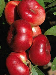 Нектарин інжирний "Саманта" (плодоношення на 2-й рік)